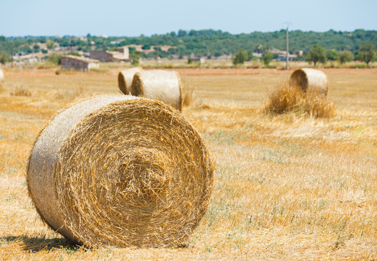 Finca en Campos - Finca Can Crestall, VT1725, 414 by Mallorca Charme