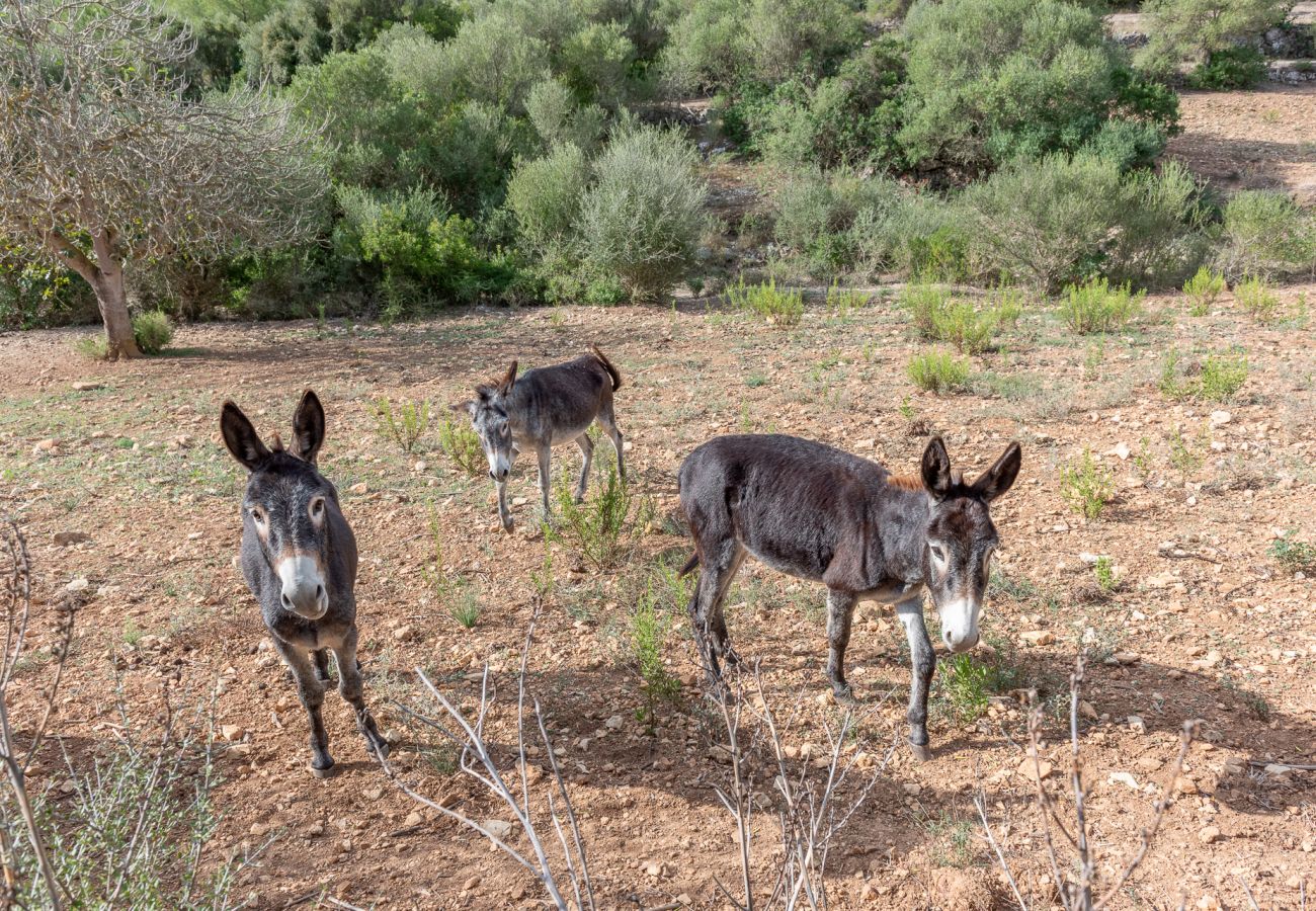 Casa en Son Macià - Finca Sa Font