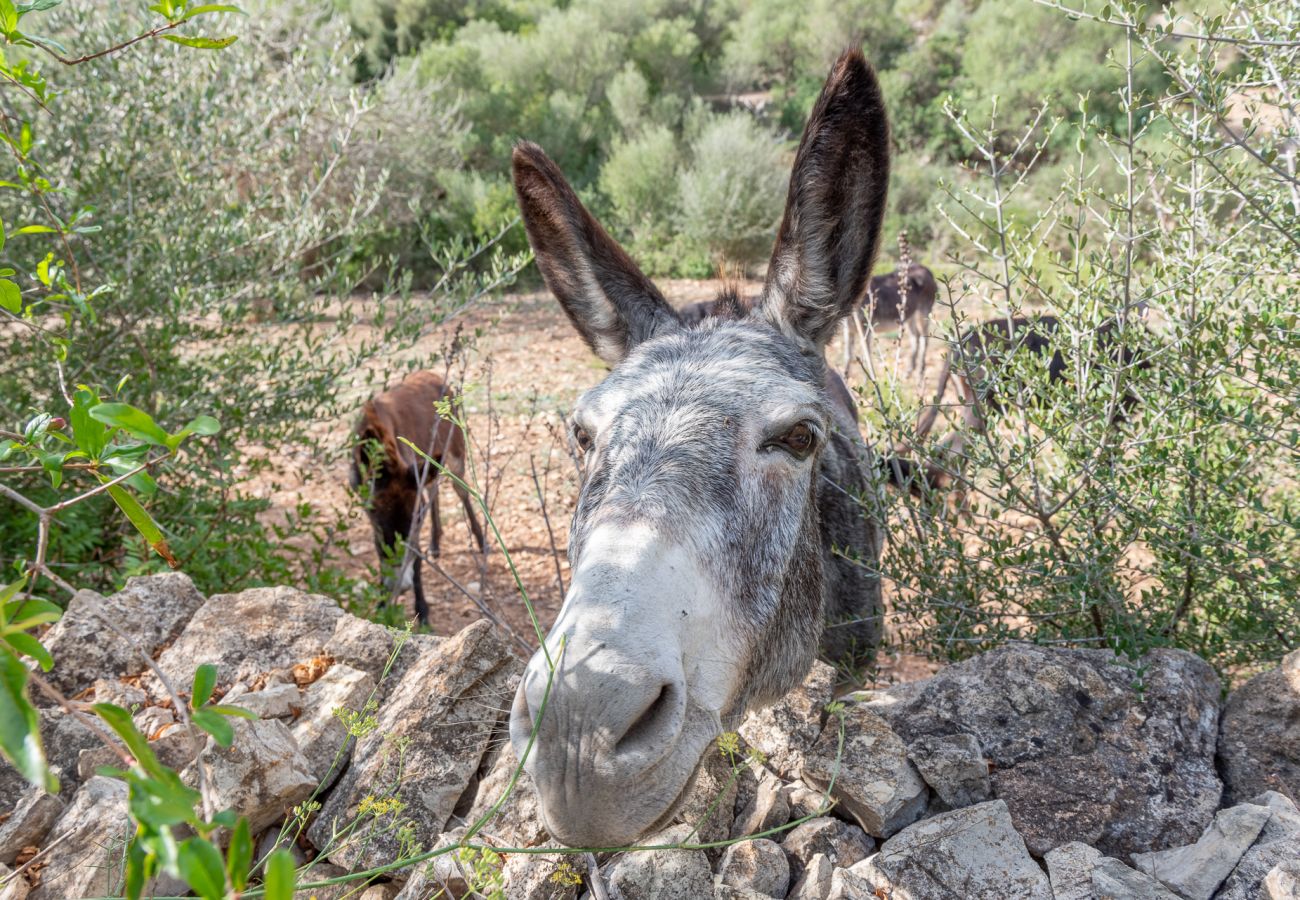 Casa en Son Macià - Finca Sa Font