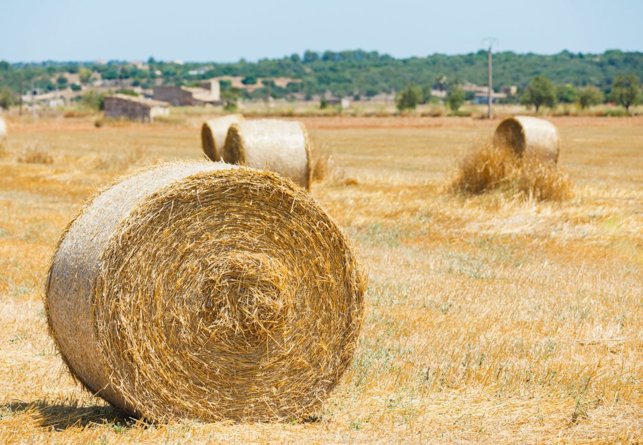 Finca in Buger - Finca Son Tresco 126 by Mallorca Charme