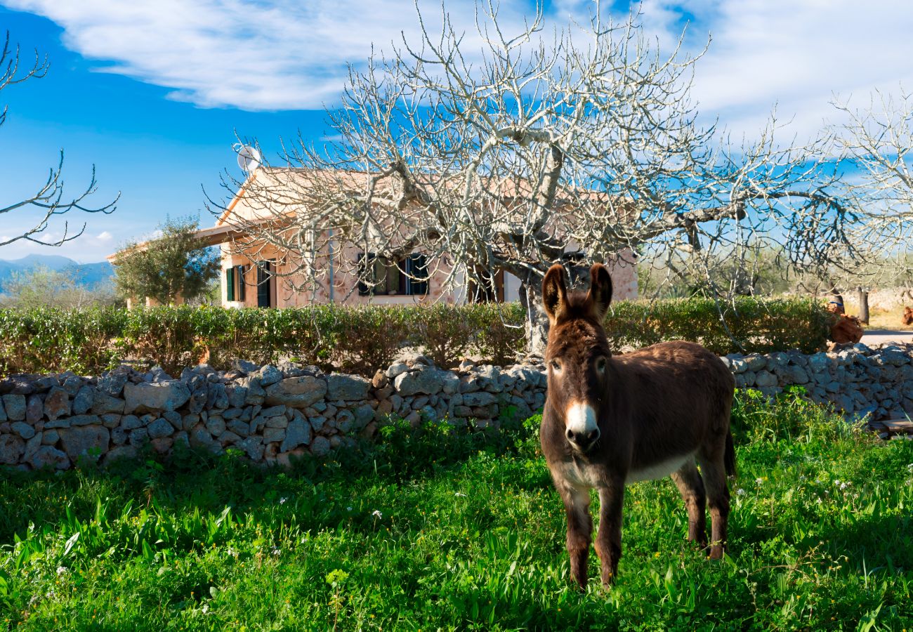 Finca in Sineu - Finca Son Rossignol 155 by Mallorca Charme