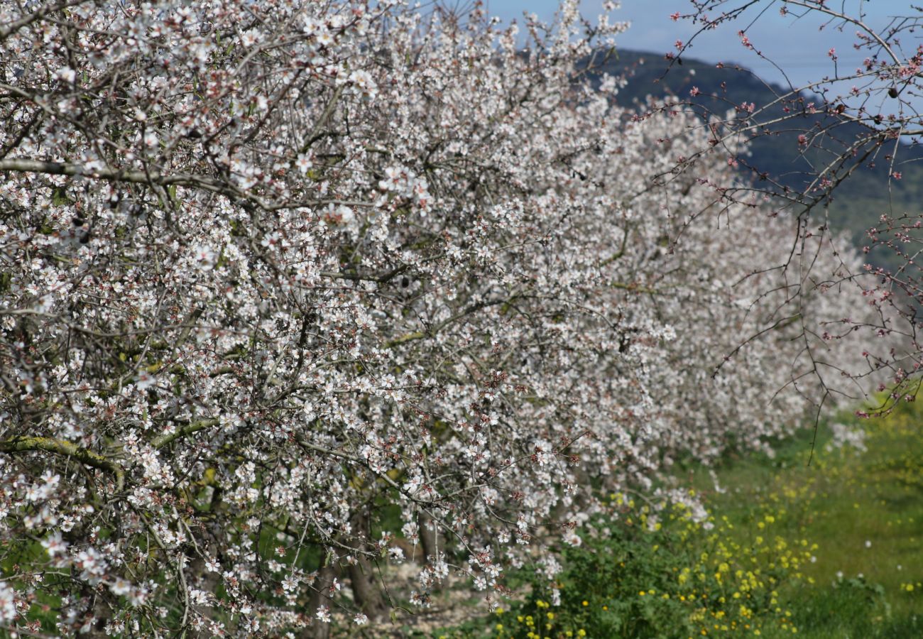 Country house in Campos - 405 Finca Sa Vinya VT 1711 by Mallorca Charme