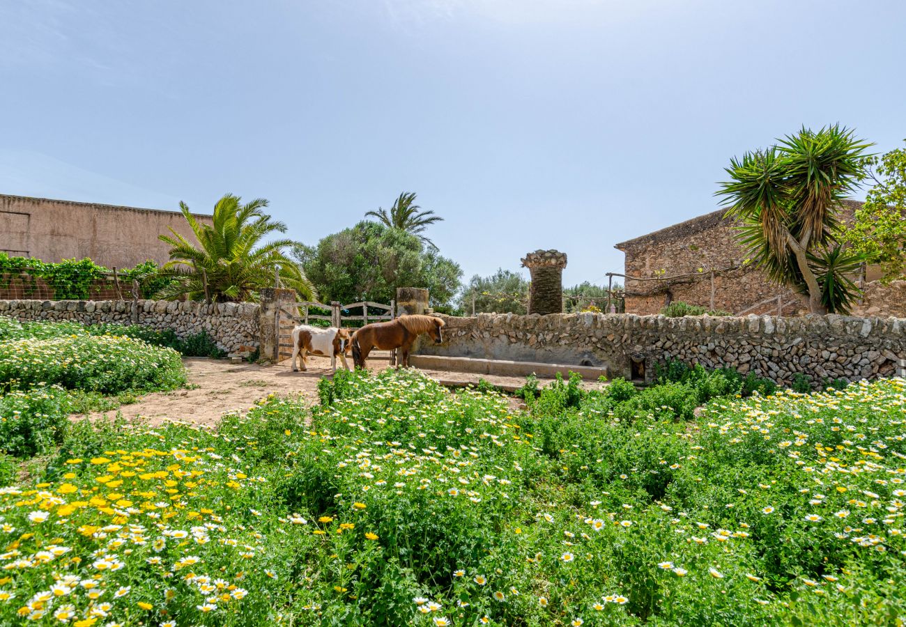 Farm stay in Campos - YourHouse Son Sala Agroturismo Vina Vella - doble